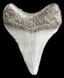 Juvenile Megalodon Tooth - South Carolina #45853-1